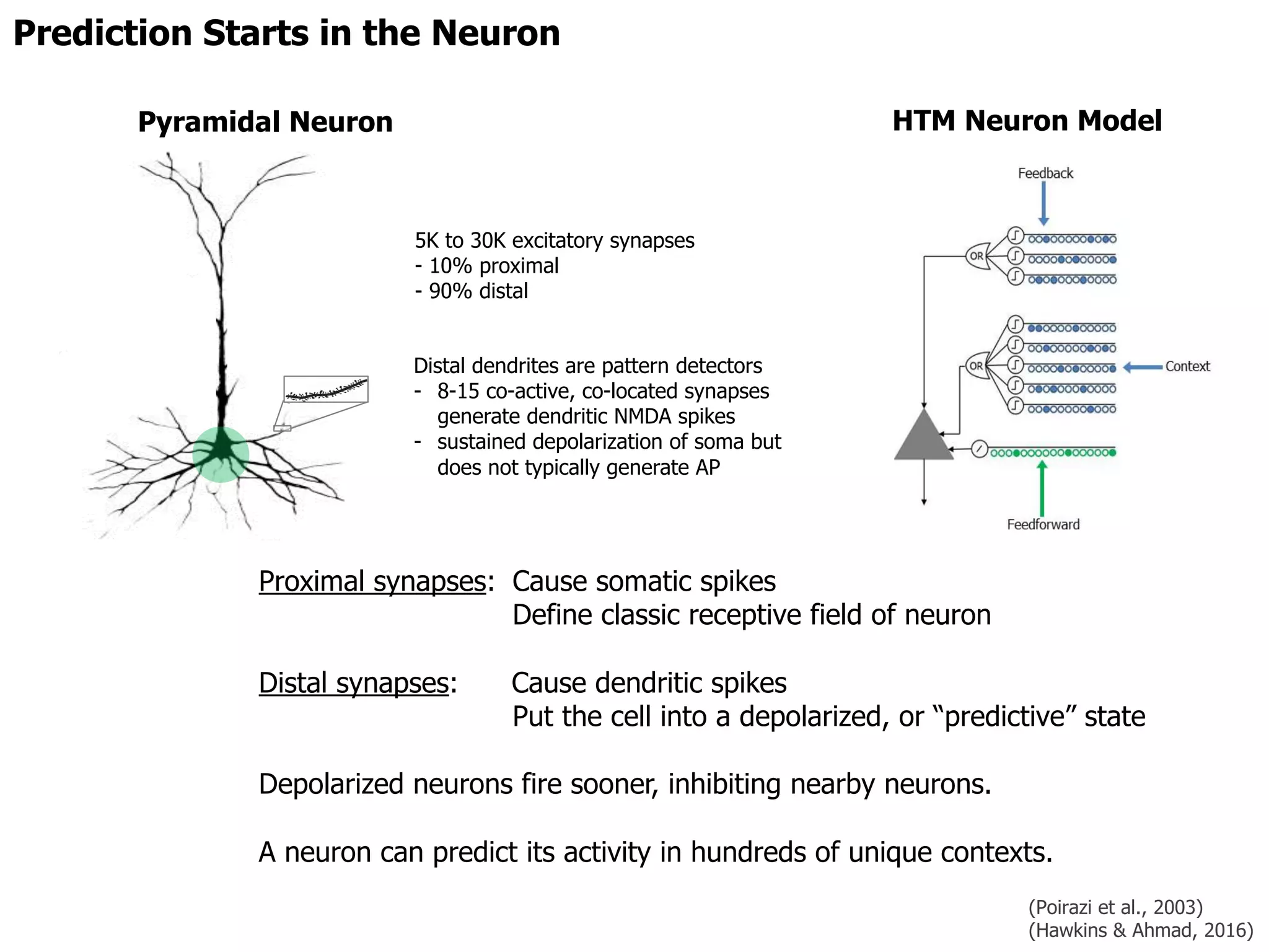 Proximal synapses: Cause somatic spikes
Define classic receptive field of neuron
Distal synapses: Cause dendritic spikes
Put the cell into a depolarized, or “predictive” state
Depolarized neurons fire sooner, inhibiting nearby neurons.
A neuron can predict its activity in hundreds of unique contexts.
5K to 30K excitatory synapses
- 10% proximal
- 90% distal
Distal dendrites are pattern detectors
- 8-15 co-active, co-located synapses
generate dendritic NMDA spikes
- sustained depolarization of soma but
does not typically generate AP
HTM Neuron Model
Prediction Starts in the Neuron
Pyramidal Neuron
(Poirazi et al., 2003)
(Hawkins & Ahmad, 2016)
 