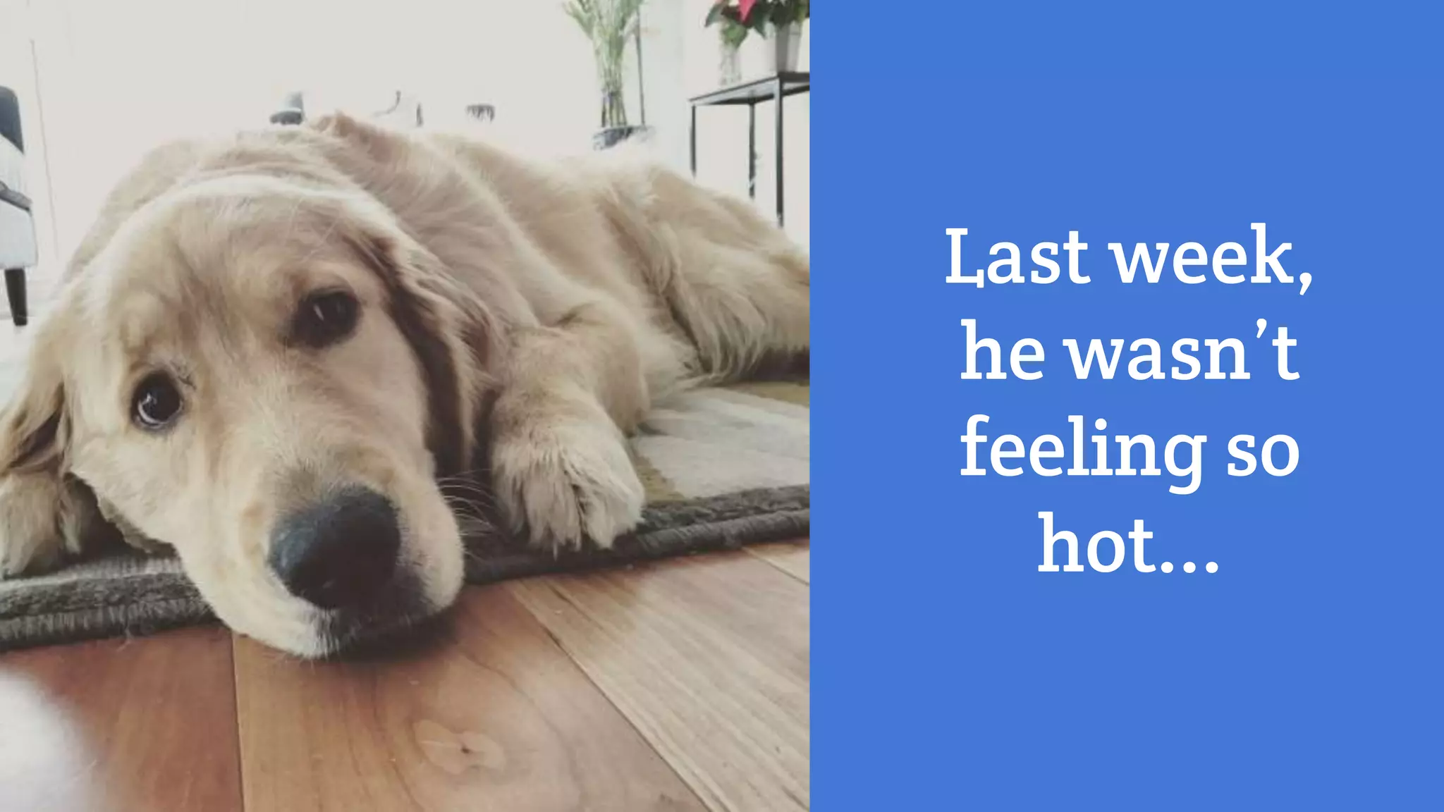 Last week,
he wasn’t
feeling so
hot...
 