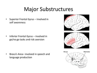 Major SubstructuresSuperior Frontal Gyrus – involved in self awarenessInferior Frontal Gyrus – involved in go/no go tasks and risk aversion