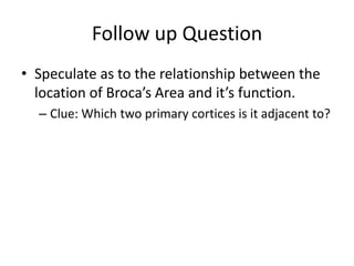 Broca’s Area– involved in speech and  language productionFollow up QuestionSpeculate as to the relationship between the location of Broca’s Area and it’s function.Clue: Which two primary cortices is it adjacent to?