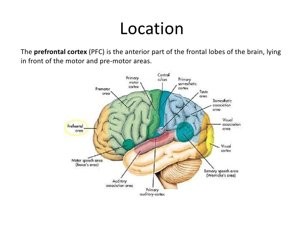 The prefrontal cortex
