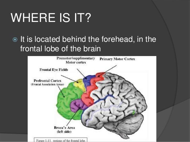 the prefrontal cortex