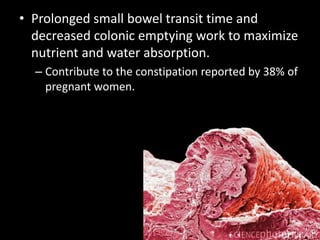 • Prolonged small bowel transit time and
decreased colonic emptying work to maximize
nutrient and water absorption.
– Contribute to the constipation reported by 38% of
pregnant women.
 