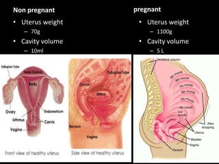 Non pregnant
• Uterus weight
– 70g
• Cavity volume
– 10ml
pregnant
• Uterus weight
– 1100g
• Cavity volume
– 5 L
 
