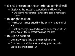 • Exerts pressure on the anterior abdominal wall.
– Displaces the intestine superiorly and laterally.
• Change the relationship between the abdominal visceral
organs.
• In upright position
– The uterus is supported by the anterior abdominal
wall.
– Usually undergoes a dextrorotation because of the
presence of the rectosigmoid on the left.
• In supine position
– Uterine weight falls on the spinal column.
– Compression of the surrounding great vessels.
– Especially the flaccid IVA
 