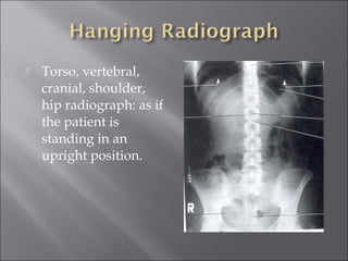 

Torso, vertebral,
cranial, shoulder,
hip radiograph: as if
the patient is
standing in an
upright position.

 