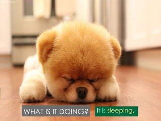 WHAT IS IT DOING?

It is sleeping.

 