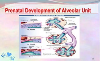 Prenatal Development of Alveolar Unit
35
 