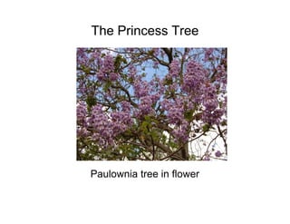 The Princess Tree
Paulownia tree in flower
 
