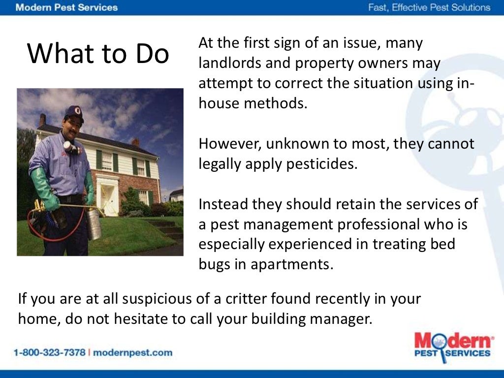 The Problems Caused By Bed Bugs in Apartments