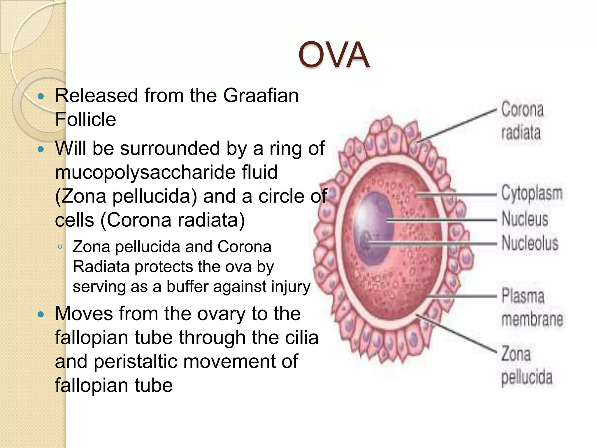 OVAReleased from the Graafian FollicleWill be surrounded by a ring of mucopolysaccharide fluid (Zonapellucida) and a circle of cells (Corona radiata)Zonapellucida and Corona Radiata protects the ova by serving as a buffer against injuryMoves from the ovary to the fallopian tube through the cilia and peristaltic movement of fallopian tube