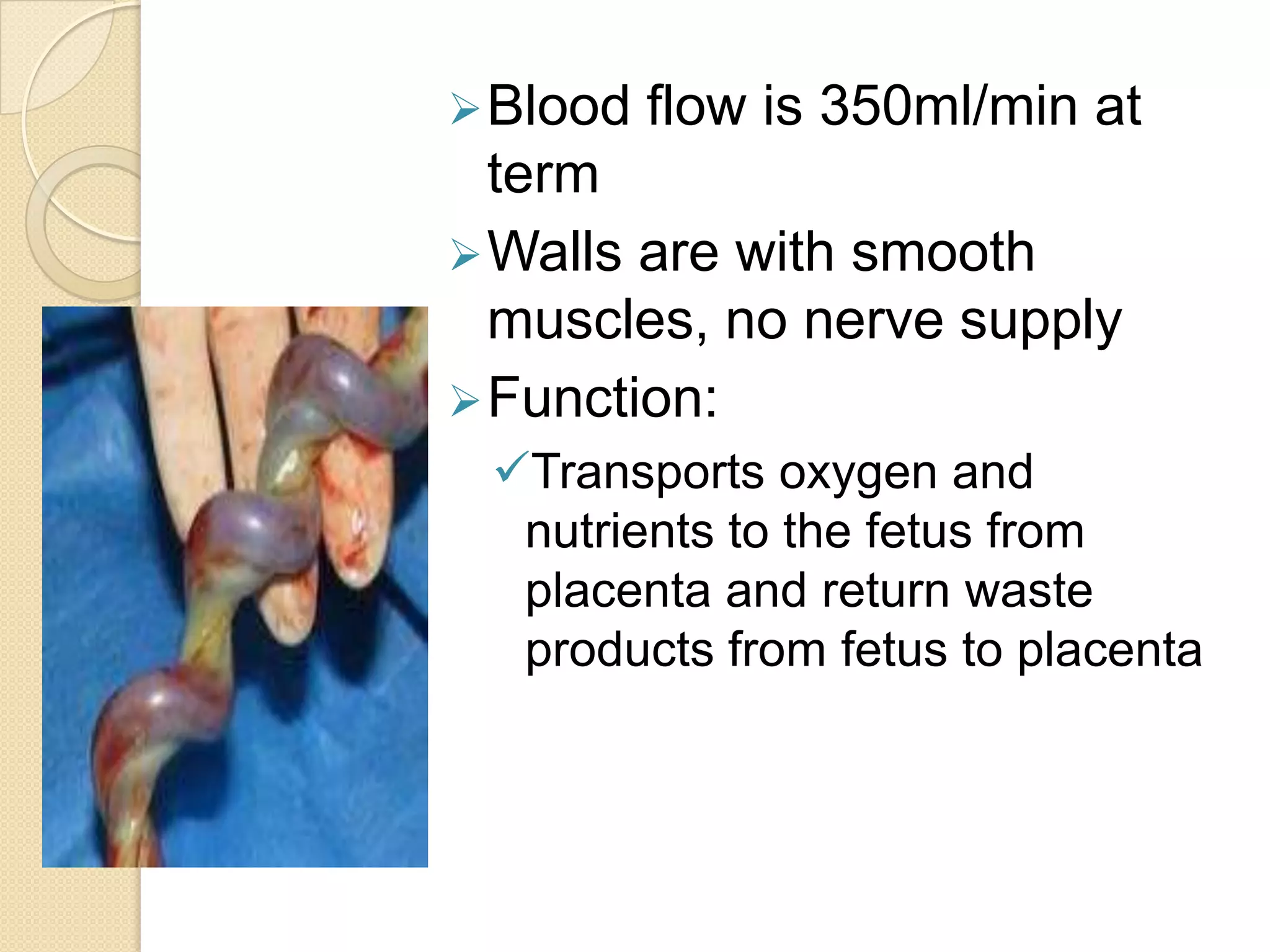            - if fetus is male, stimulates the testes to begin producing testoterone           - at 8 week, begins progesterone production, as a result, CL disintegrates and hCG production decreasesESTROGEN (estriol) – “hormone of women”           - contributes to mammary gland development of mother in preparation for lactation           - stimulates uterine growth to accommodate growing fetus