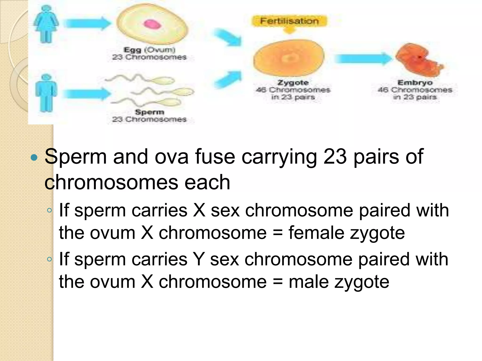 Sperm and ova fuse carrying 23 pairs of chromosomes eachIf sperm carries X sex chromosome paired with the ovum X chromosome = female zygoteIf sperm carries Y sex chromosome paired with the ovum X chromosome = male zygote