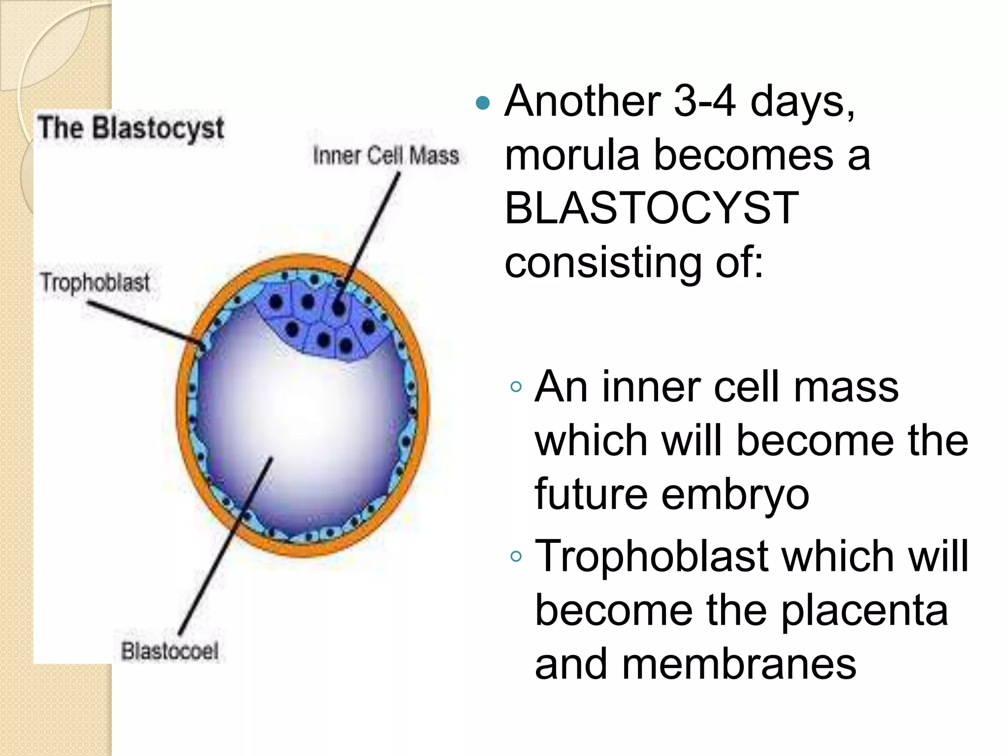 Another 3-4 days, morula becomes a BLASTOCYST consisting of:An inner cell mass which will become the future embryoTrophoblast which will become the placenta and membranes