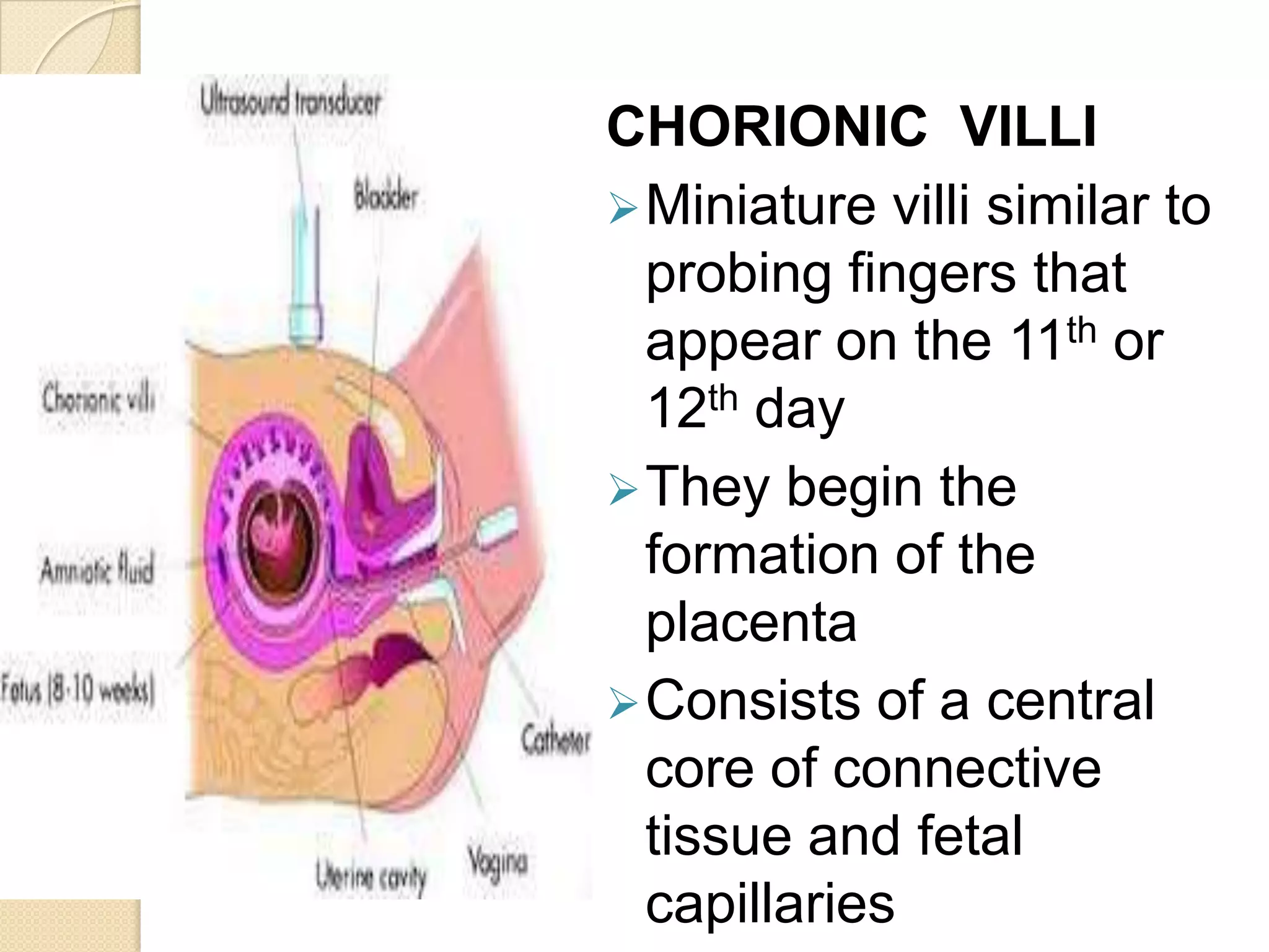 Deciduacapsularis – portion that stretches or encapsulates the surface of the trophoblast
