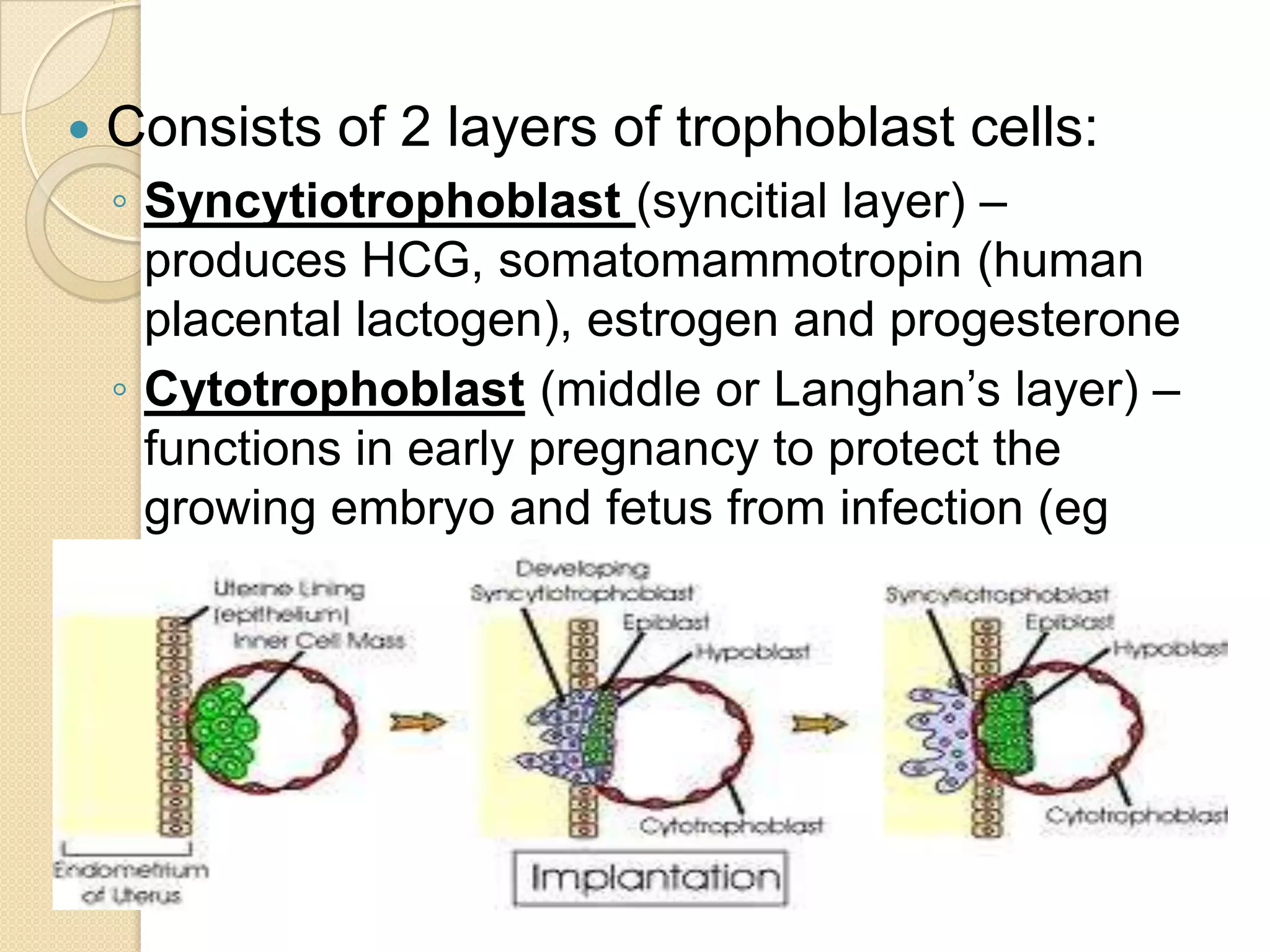 Deciduavera – the remaining portion of the uterine liningCHORIONIC  VILLIMiniature villi similar to probing fingers that appear on the 11th or 12th day
