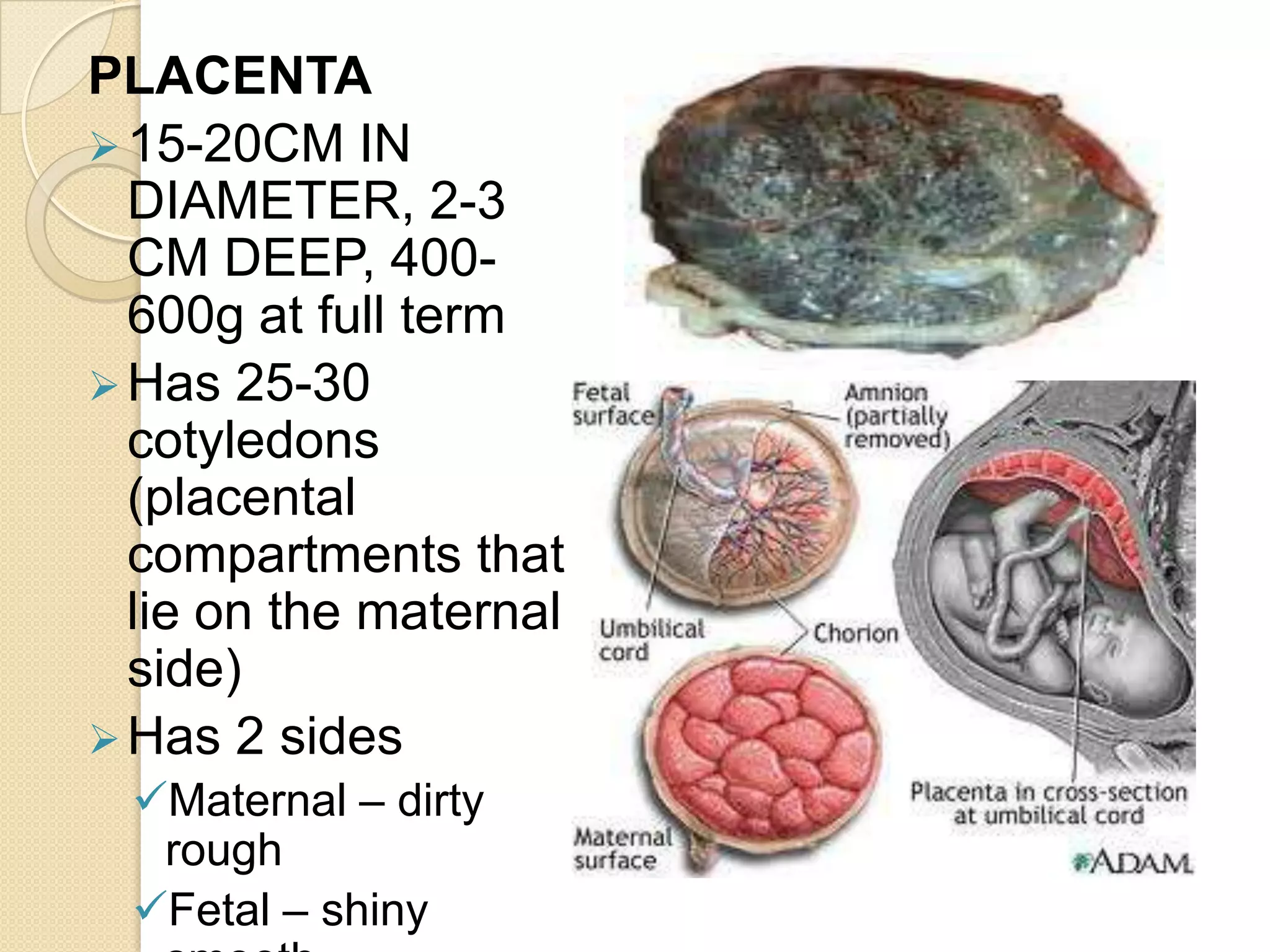 They begin the formation of the placenta