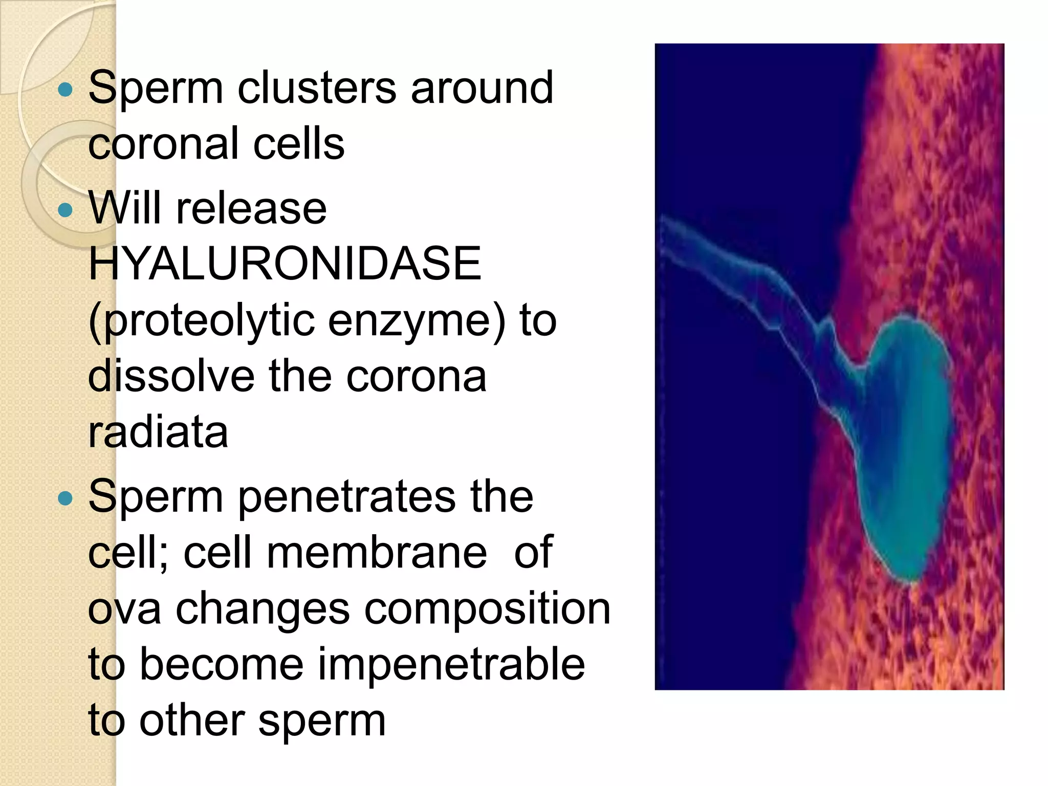 Sperm clusters around coronal cellsWill release HYALURONIDASE (proteolytic enzyme) to dissolve the corona radiataSperm penetrates the cell; cell membrane  of ova changes composition to become impenetrable to other sperm