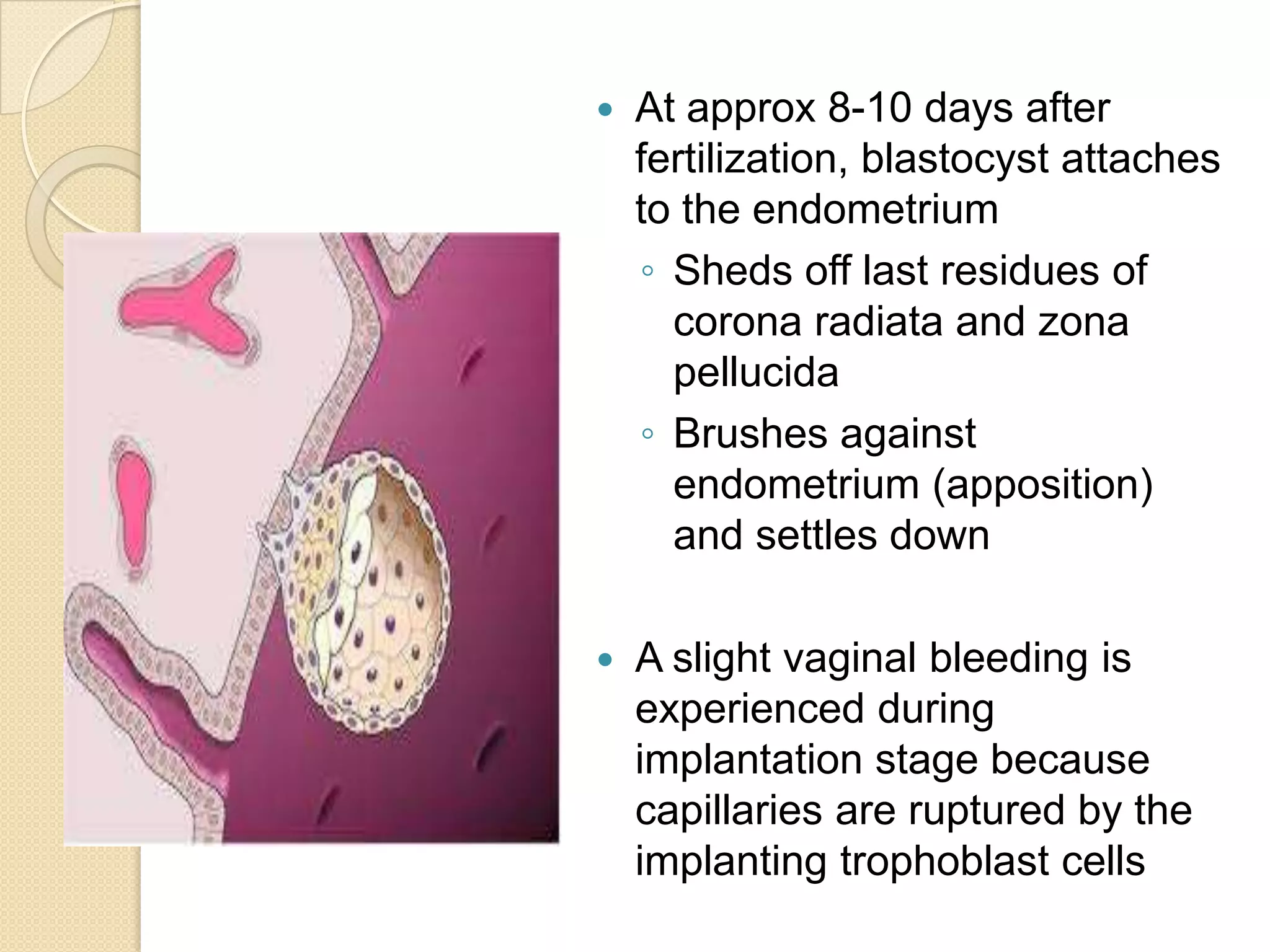 At approx 8-10 days after fertilization, blastocyst attaches to the endometriumSheds off last residues of corona radiata and zonapellucidaBrushes against endometrium (apposition) and settles downA slight vaginal bleeding is experienced during implantation stage because capillaries are ruptured by the implanting trophoblast cells