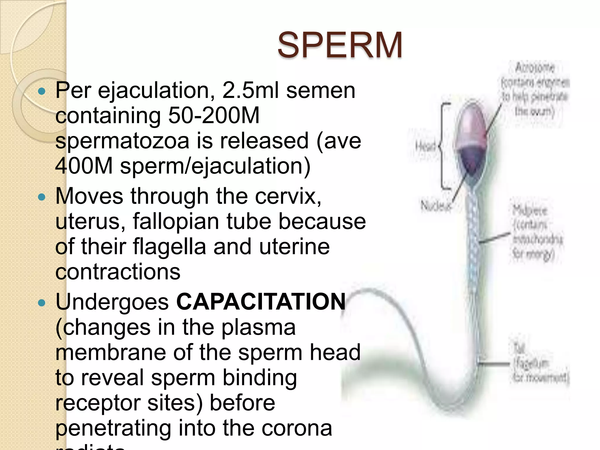SPERMPer ejaculation, 2.5ml semen containing 50-200M spermatozoa is released (ave 400M sperm/ejaculation)Moves through the cervix, uterus, fallopian tube because of their flagella and uterine contractionsUndergoes CAPACITATION (changes in the plasma membrane of the sperm head to reveal sperm binding receptor sites) before penetrating into the corona radiata