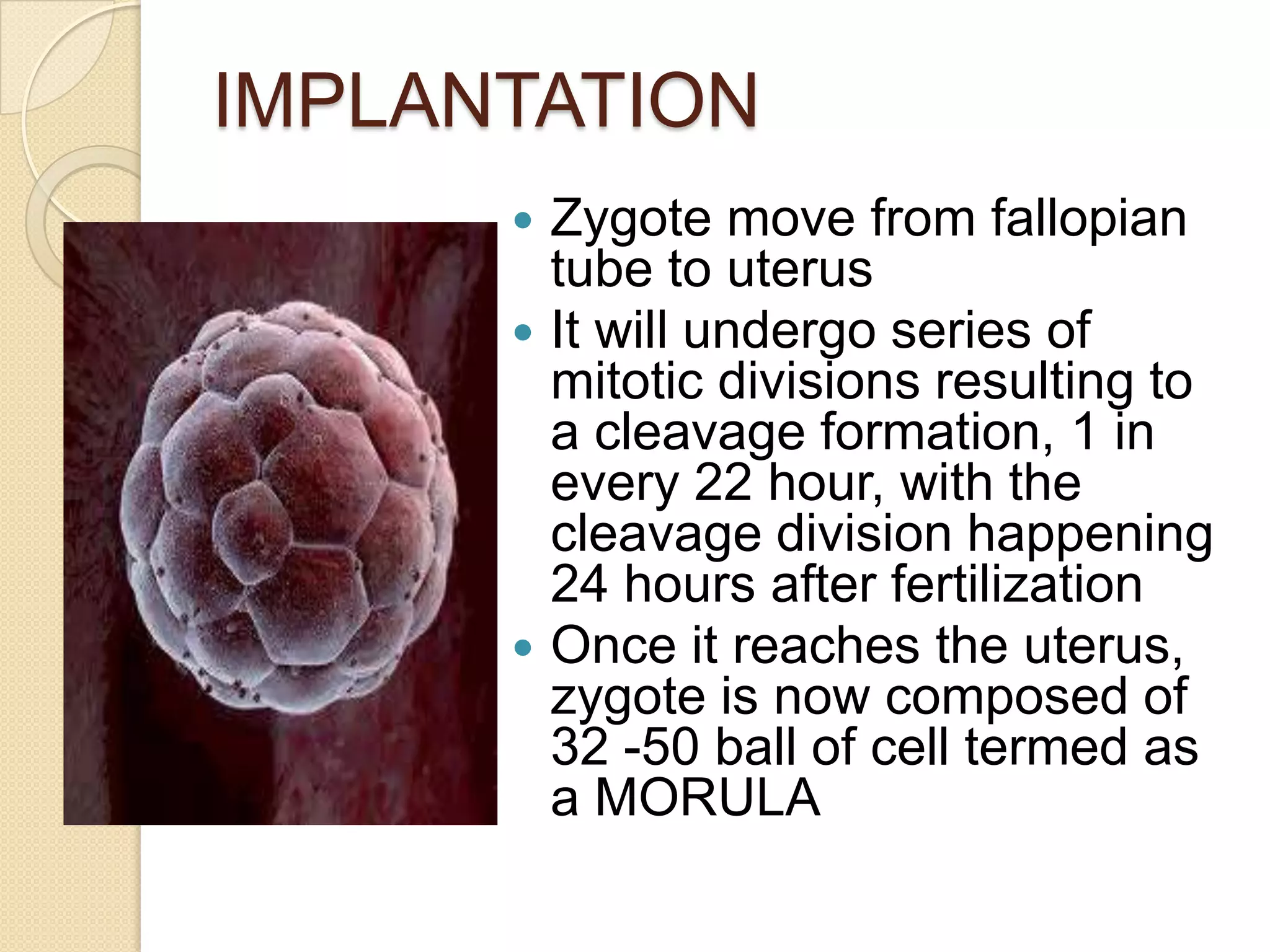 IMPLANTATIONZygote move from fallopian tube to uterusIt will undergo series of mitotic divisions resulting to a cleavage formation, 1 in every 22 hour, with the cleavage division happening 24 hours after fertilizationOnce it reaches the uterus, zygote is now composed of 32 -50 ball of cell termed as a MORULA
