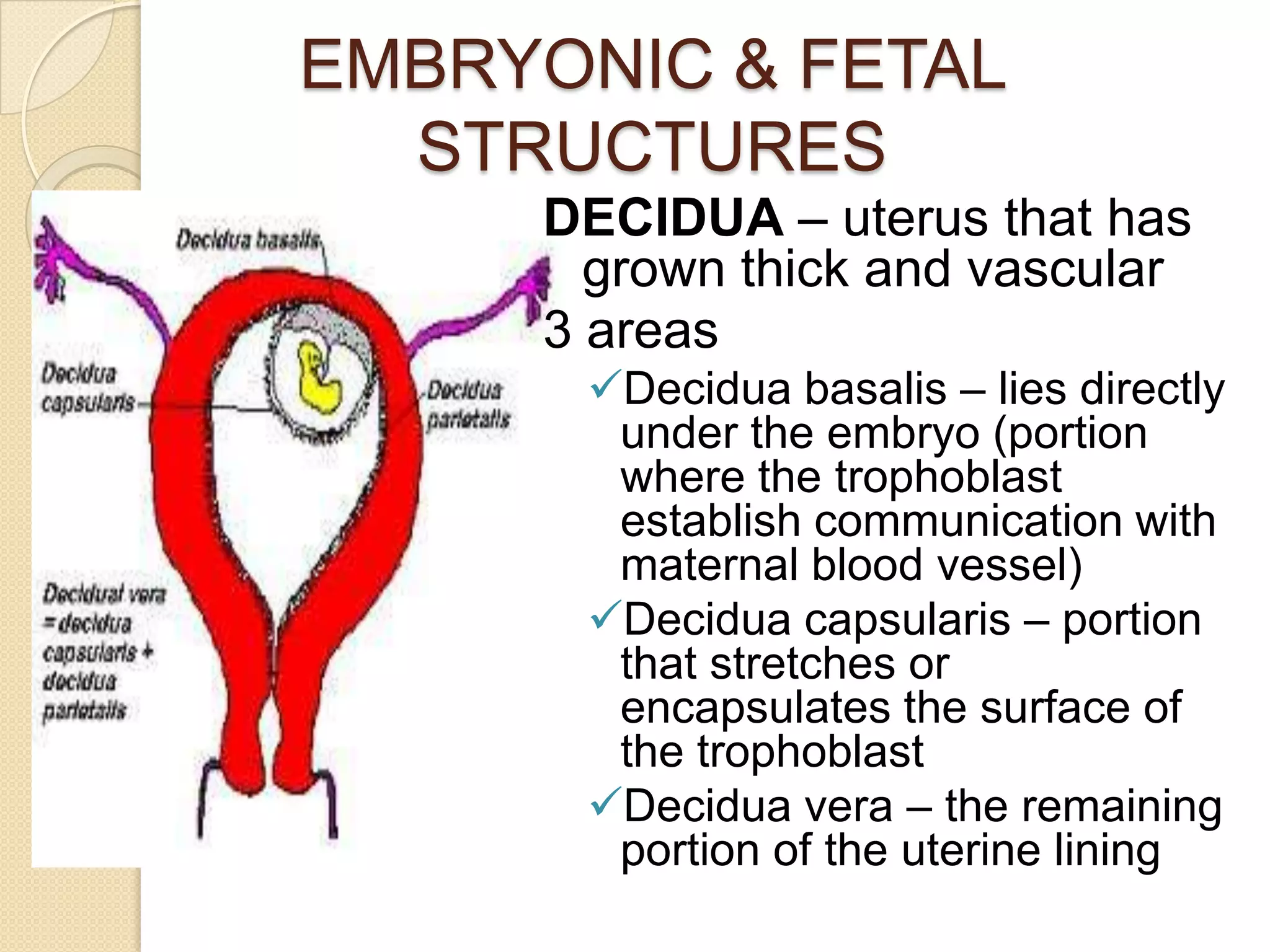 EMBRYONIC & FETAL STRUCTURESDECIDUA – uterus that has grown thick and vascular3 areasDeciduabasalis – lies directly under the embryo (portion where the trophoblast establish communication with maternal blood vessel)