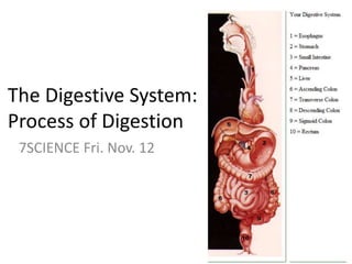 The Digestive System:
Process of Digestion
7SCIENCE Fri. Nov. 12
 