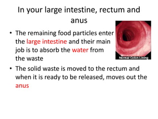 In your large intestine, rectum and
anus
• The remaining food particles enter
the large intestine and their main
job is to absorb the water from
the waste
• The solid waste is moved to the rectum and
when it is ready to be released, moves out the
anus
 