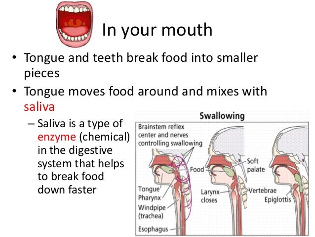 The Process Of Digestion