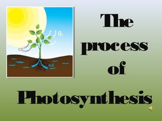The
process
of
Photosynthesis
 