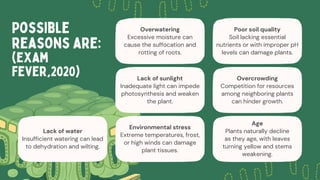 The Process of Photosynthesis Education Presentation .pdf