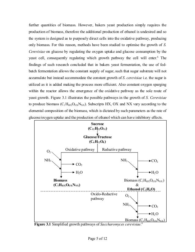 Production and DSP of Bakers Yeast