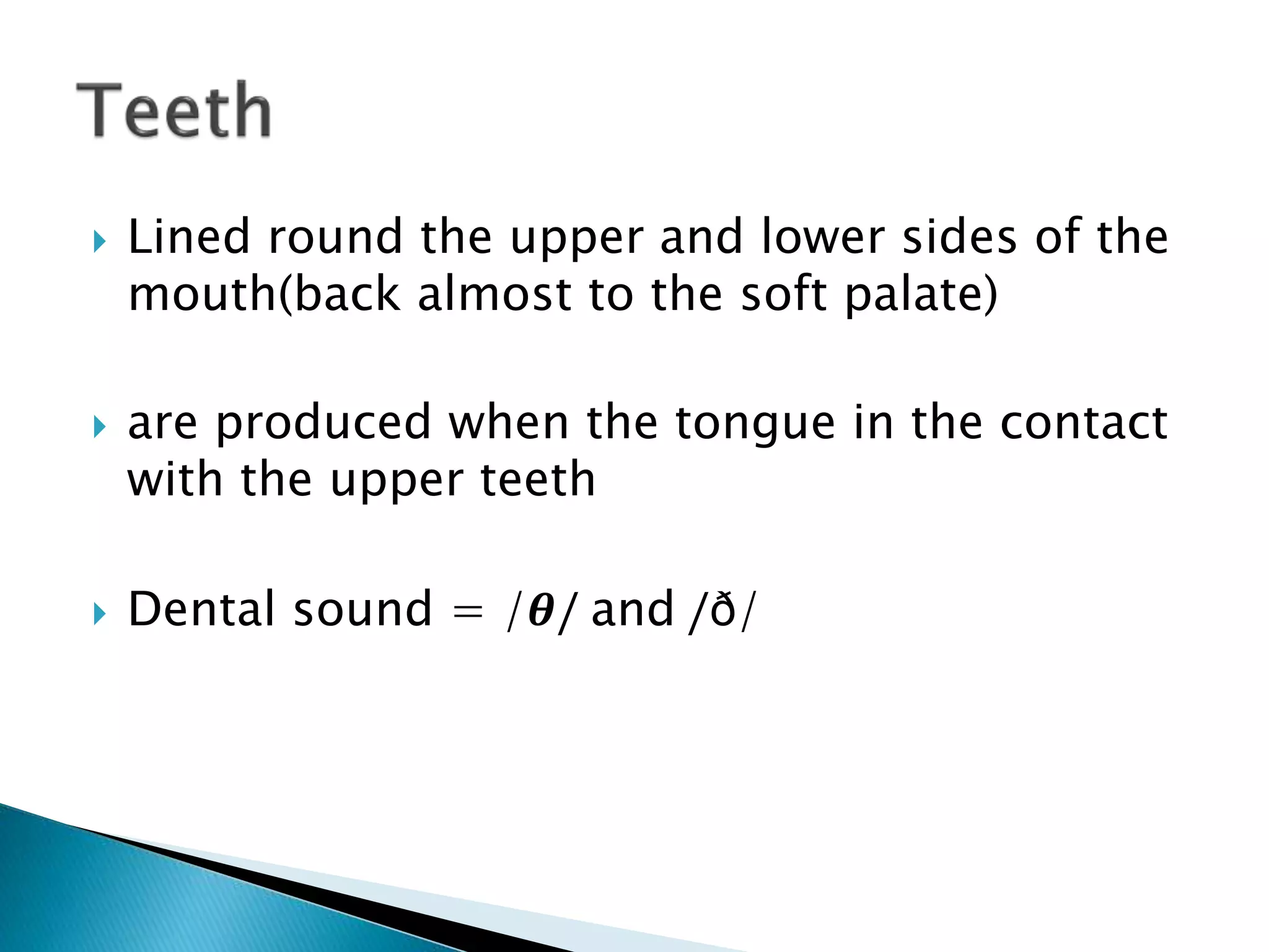  Lined round the upper and lower sides of the
mouth(back almost to the soft palate)
 are produced when the tongue in the contact
with the upper teeth
 Dental sound = /𝜽/ and /ð/
 