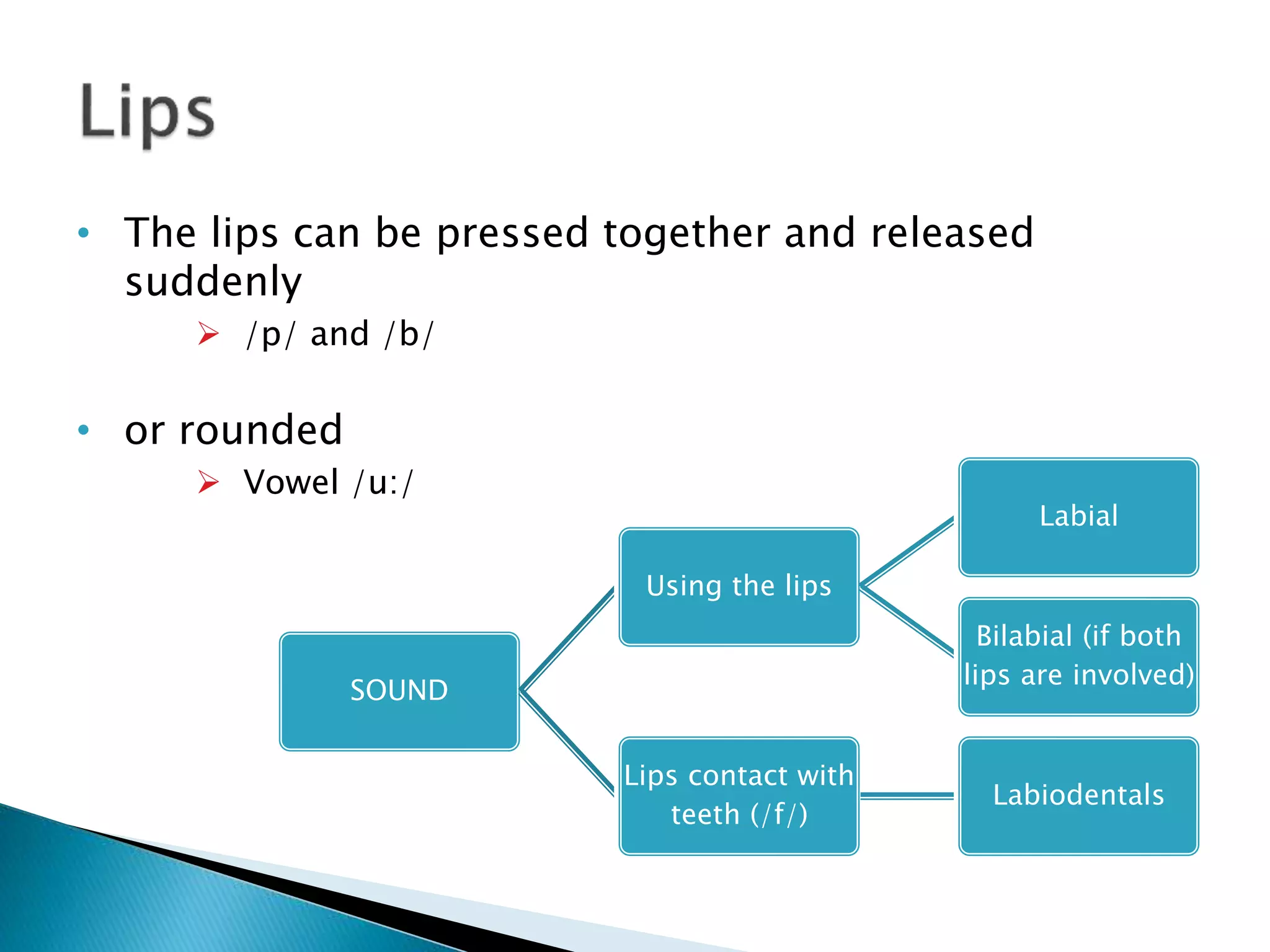 • The lips can be pressed together and released
suddenly
 /p/ and /b/
• or rounded
 Vowel /u:/
SOUND
Using the lips
Labial
Bilabial (if both
lips are involved)
Lips contact with
teeth (/f/)
Labiodentals
 