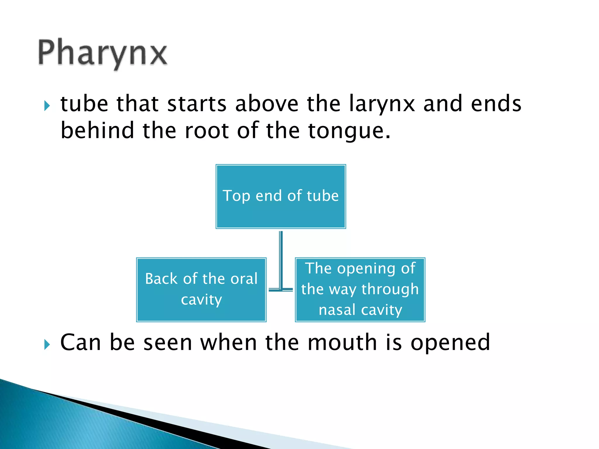 tube that starts above the larynx and ends
behind the root of the tongue.
 Can be seen when the mouth is opened
Top end of tube
Back of the oral
cavity
The opening of
the way through
nasal cavity
 
