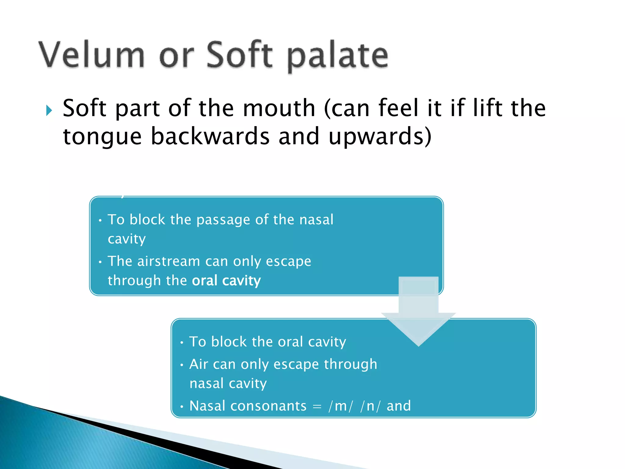  Soft part of the mouth (can feel it if lift the
tongue backwards and upwards)
May be raised
• To block the passage of the nasal
cavity
• The airstream can only escape
through the oral cavity
• Oral sound = /s/ and /t/
Can be lowered
• To block the oral cavity
• Air can only escape through
nasal cavity
• Nasal consonants = /m/ /n/ and
/𝔶/
 