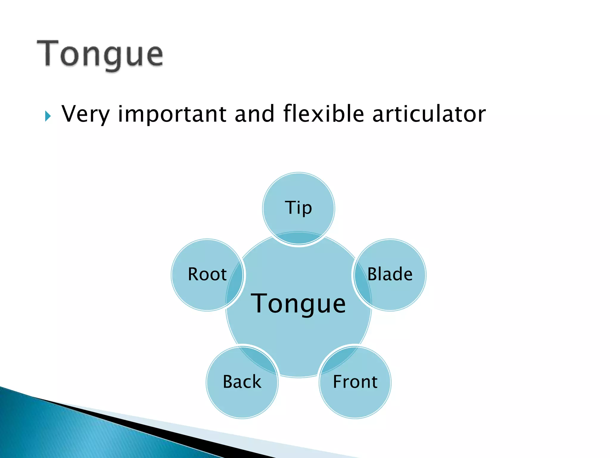  Very important and flexible articulator
Tongue
Tip
Blade
FrontBack
Root
 