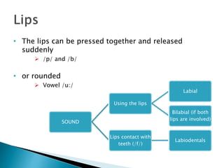 • The lips can be pressed together and released
suddenly
 /p/ and /b/
• or rounded
 Vowel /u:/
SOUND
Using the lips
Labial
Bilabial (if both
lips are involved)
Lips contact with
teeth (/f/)
Labiodentals
 
