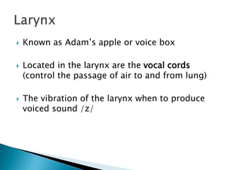  Known as Adam’s apple or voice box
 Located in the larynx are the vocal cords
(control the passage of air to and from lung)
 The vibration of the larynx when to produce
voiced sound /z/
 