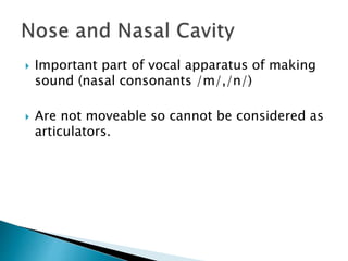  Important part of vocal apparatus of making
sound (nasal consonants /m/,/n/)
 Are not moveable so cannot be considered as
articulators.
 