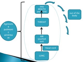 AIR
(pushed
out)
Vocal cord
THROAT
into
MOUTH
and NOSE
LUNG
out of the
body
Egressiv
e
pulmoni
c
airstrea
m
 