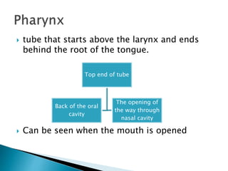  tube that starts above the larynx and ends
behind the root of the tongue.
 Can be seen when the mouth is opened
Top end of tube
Back of the oral
cavity
The opening of
the way through
nasal cavity
 