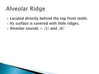  Located directly behind the top front teeth.
 Its surface is covered with little ridges.
 Alveolar sounds = /t/ and /d/
 