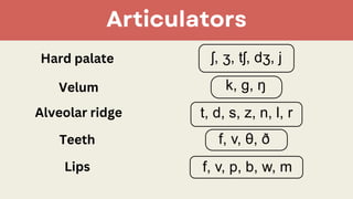 The Production of Speech Sounds in the Phonetics and phonology | PDF