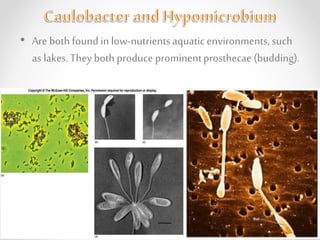 • Are both foundin low-nutrientsaquatic environments, such
as lakes. They both produce prominentprosthecae (budding).
 