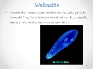 • Are probably the most common infectiousbacterial genusin
theworld. They live only inside thecells of theirhosts, usually
insects (a relationship knownas endosymbiosis).
 