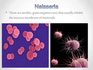 • These are aerobic, gram-negativecocci thatusuallyinhabit
themucous membraneof mammals.
 