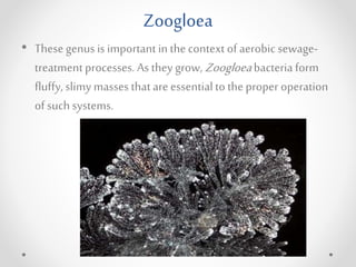 Zoogloea
• These genus is important in the context of aerobic sewage-
treatmentprocesses. As they grow, Zoogloeabacteria form
fluffy,slimy masses thatare essentialto the proper operation
of such systems.
 