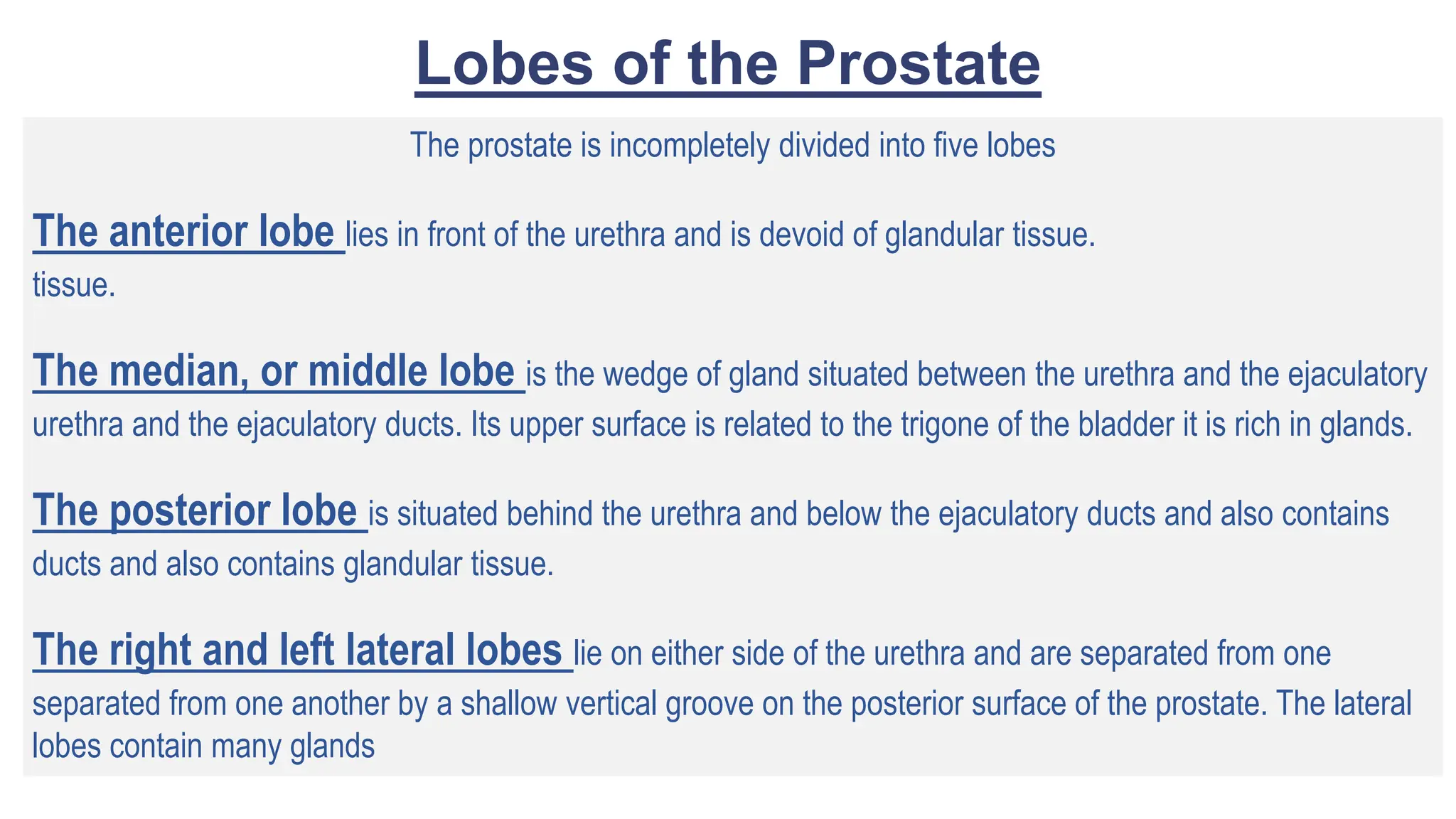 Lobes of the Prostate
The prostate is incompletely divided into five lobes
The anterior lobe lies in front of the urethra and is devoid of glandular tissue.
tissue.
The median, or middle lobe is the wedge of gland situated between the urethra and the ejaculatory
urethra and the ejaculatory ducts. Its upper surface is related to the trigone of the bladder it is rich in glands.
The posterior lobe is situated behind the urethra and below the ejaculatory ducts and also contains
ducts and also contains glandular tissue.
The right and left lateral lobes lie on either side of the urethra and are separated from one
separated from one another by a shallow vertical groove on the posterior surface of the prostate. The lateral
lobes contain many glands
 