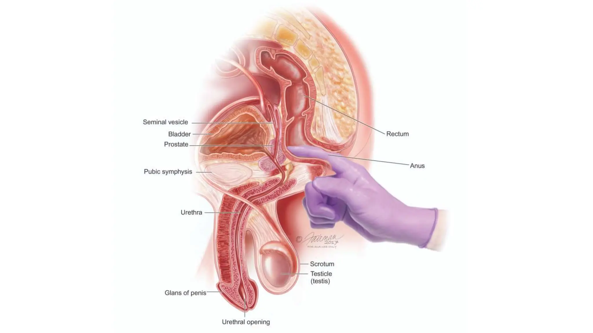 The Prostate - anatomy lecture about human gland